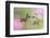 Female Ruby-throated hummingbird flying around flower, Louisville, Kentucky-Adam Jones-Framed Photographic Print