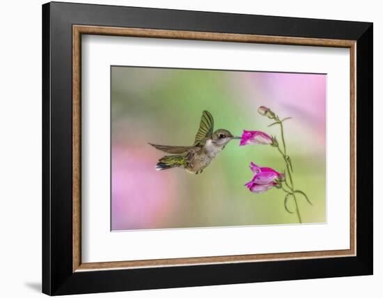 Female Ruby-throated hummingbird flying around flower, Louisville, Kentucky-Adam Jones-Framed Photographic Print