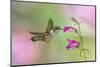 Female Ruby-throated hummingbird flying around flower, Louisville, Kentucky-Adam Jones-Mounted Photographic Print