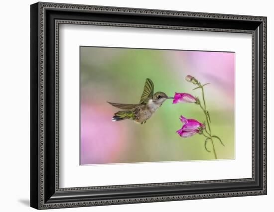 Female Ruby-throated hummingbird flying around flower, Louisville, Kentucky-Adam Jones-Framed Photographic Print