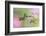 Female Ruby-throated hummingbird flying around flower, Louisville, Kentucky-Adam Jones-Framed Photographic Print