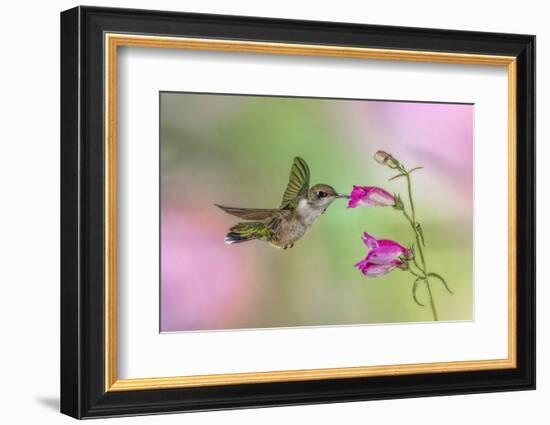 Female Ruby-throated hummingbird flying around flower, Louisville, Kentucky-Adam Jones-Framed Photographic Print