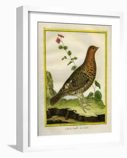 Female Ruffed Grouse-Georges-Louis Buffon-Framed Giclee Print