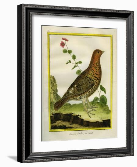 Female Ruffed Grouse-Georges-Louis Buffon-Framed Giclee Print