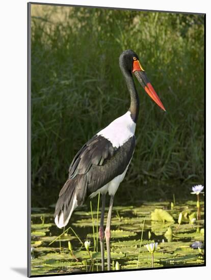 Female Saddle-Billed Stork, Kruger National Park-James Hager-Mounted Photographic Print