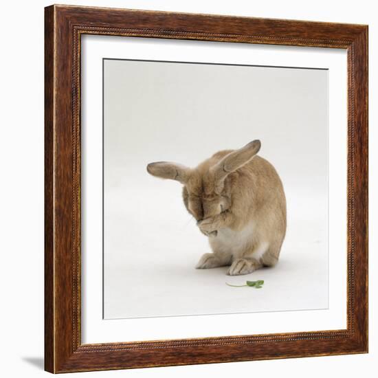 Female Sandy Lop-Eared Rabbit Grooming, Washing Her Face-Jane Burton-Framed Photographic Print