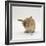 Female Sandy Lop-Eared Rabbit Grooming, Washing Her Face-Jane Burton-Framed Photographic Print