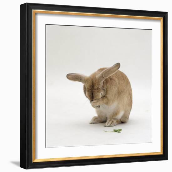 Female Sandy Lop-Eared Rabbit Grooming, Washing Her Face-Jane Burton-Framed Photographic Print