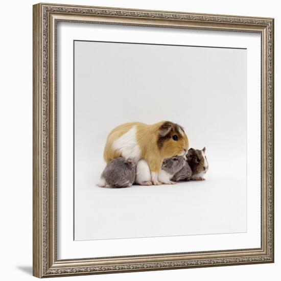 Female Shorthair Cream-Tricolour Guinea Pig Standing over Her Four One-Week Babies, UK-Jane Burton-Framed Photographic Print