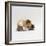 Female Shorthair Cream-Tricolour Guinea Pig Standing over Her Four One-Week Babies, UK-Jane Burton-Framed Photographic Print