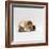 Female Shorthair Cream-Tricolour Guinea Pig Standing over Her Four One-Week Babies, UK-Jane Burton-Framed Photographic Print