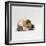 Female Shorthair Cream-Tricolour Guinea Pig Standing over Her Four One-Week Babies, UK-Jane Burton-Framed Photographic Print