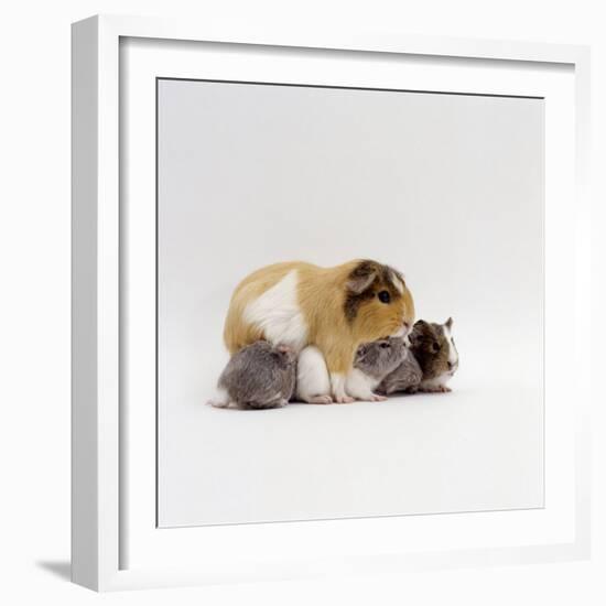 Female Shorthair Cream-Tricolour Guinea Pig Standing over Her Four One-Week Babies, UK-Jane Burton-Framed Photographic Print