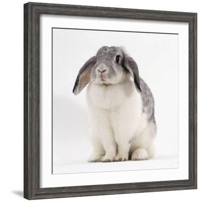 Female Silver and White French Lop Eared Rabbit Photographic