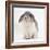 Female Silver and White French Lop-Eared Rabbit-Jane Burton-Framed Photographic Print