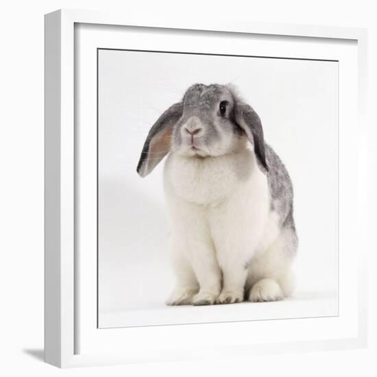 Female Silver and White French Lop-Eared Rabbit-Jane Burton-Framed Photographic Print