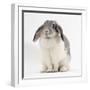 Female Silver and White French Lop-Eared Rabbit-Jane Burton-Framed Photographic Print