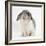 Female Silver and White French Lop-Eared Rabbit-Jane Burton-Framed Photographic Print