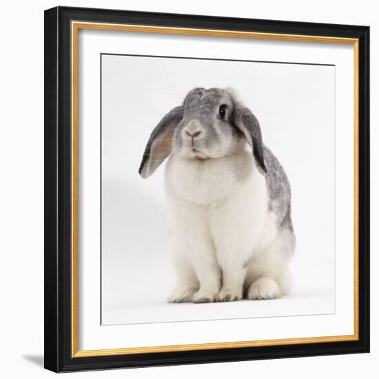 Female Silver and White French Lop-Eared Rabbit-Jane Burton-Framed Photographic Print