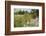 Female Silver-washed fritillary butterfly on Wild angelica-Jussi Murtosaari-Framed Photographic Print