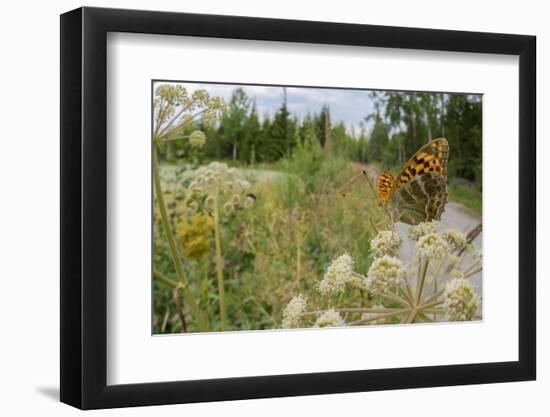 Female Silver-washed fritillary butterfly on Wild angelica-Jussi Murtosaari-Framed Photographic Print