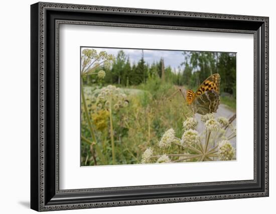 Female Silver-washed fritillary butterfly on Wild angelica-Jussi Murtosaari-Framed Photographic Print