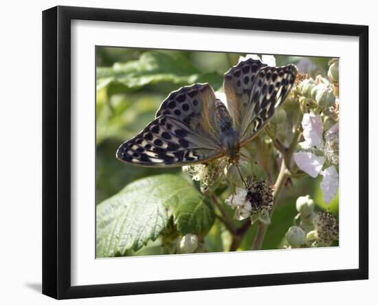 Female Silver-washed Fritillary Butterfly-Adrian Bicker-Framed Photographic Print