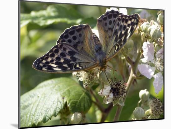 Female Silver-washed Fritillary Butterfly-Adrian Bicker-Mounted Photographic Print