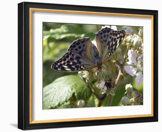 Female Silver-washed Fritillary Butterfly-Adrian Bicker-Framed Photographic Print