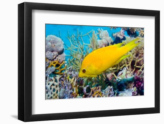 Female Slingjaw wrasse amongst coral, Red Sea, Egypt-Georgette Douwma-Framed Photographic Print