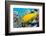 Female Slingjaw wrasse amongst coral, Red Sea, Egypt-Georgette Douwma-Framed Photographic Print