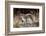 Female Snow leopard with her three month cub, France-Eric Baccega-Framed Photographic Print