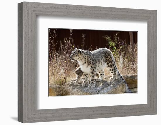 Female Snow leopard with her three month cub, France-Eric Baccega-Framed Photographic Print