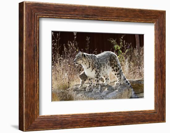 Female Snow leopard with her three month cub, France-Eric Baccega-Framed Photographic Print