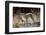 Female Snow leopard with her three month cub, France-Eric Baccega-Framed Photographic Print