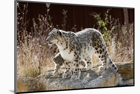 Female Snow leopard with her three month cub, France-Eric Baccega-Mounted Photographic Print