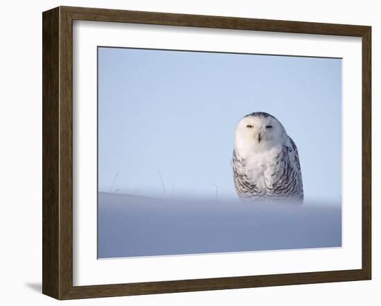 Female Snowy Owl Against Sky, Scotland, UK-Niall Benvie-Framed Photographic Print