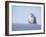 Female Snowy Owl Against Sky, Scotland, UK-Niall Benvie-Framed Photographic Print