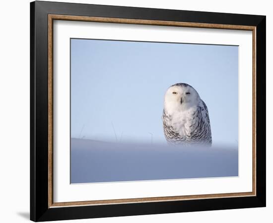 Female Snowy Owl Against Sky, Scotland, UK-Niall Benvie-Framed Photographic Print