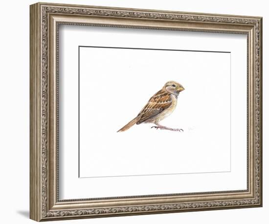Female Sparrow Ii, 2022, (Watercolour Painting)-Helen White-Framed Giclee Print