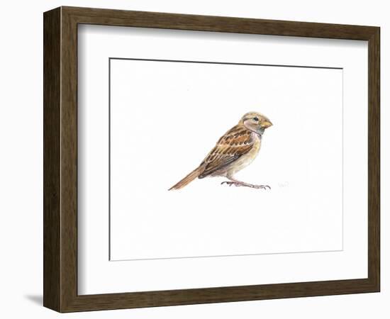 Female Sparrow Ii, 2022, (Watercolour Painting)-Helen White-Framed Giclee Print