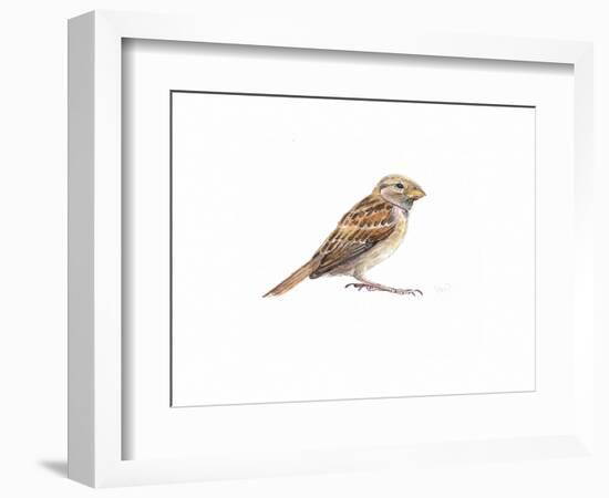 Female Sparrow Ii, 2022, (Watercolour Painting)-Helen White-Framed Giclee Print