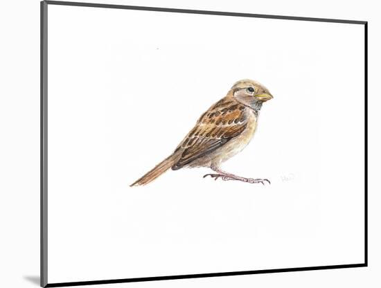 Female Sparrow Ii, 2022, (Watercolour Painting)-Helen White-Mounted Giclee Print