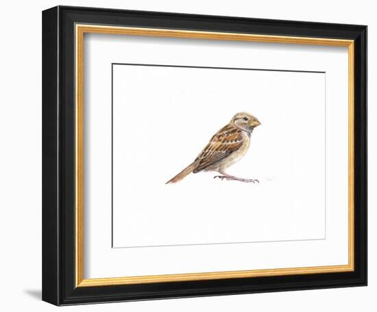 Female Sparrow Ii, 2022, (Watercolour Painting)-Helen White-Framed Giclee Print