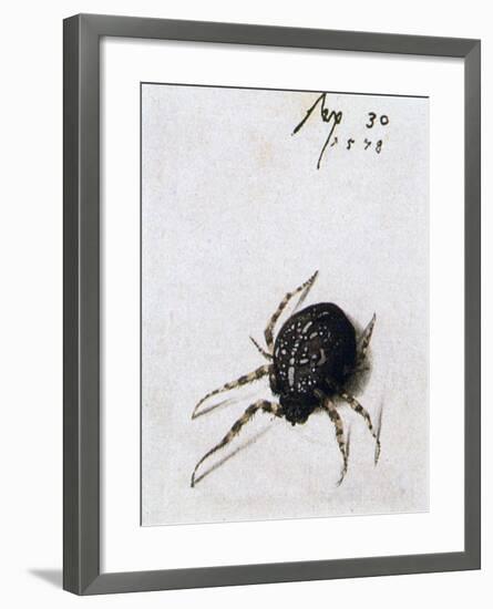 Female Spider, 1578-Joris Hoefnagel-Framed Giclee Print