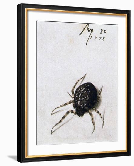 Female Spider, 1578-Joris Hoefnagel-Framed Giclee Print