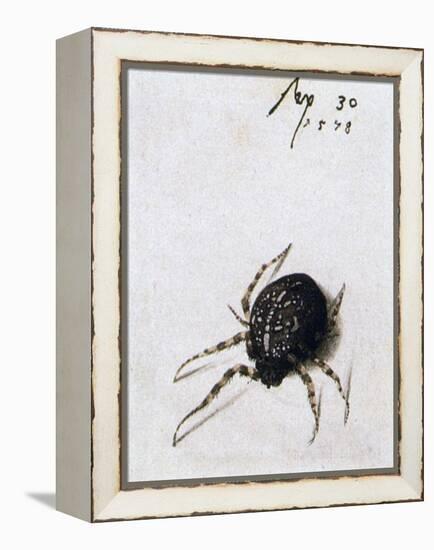 Female Spider, 1578-Joris Hoefnagel-Framed Premier Image Canvas