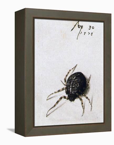 Female Spider, 1578-Joris Hoefnagel-Framed Premier Image Canvas