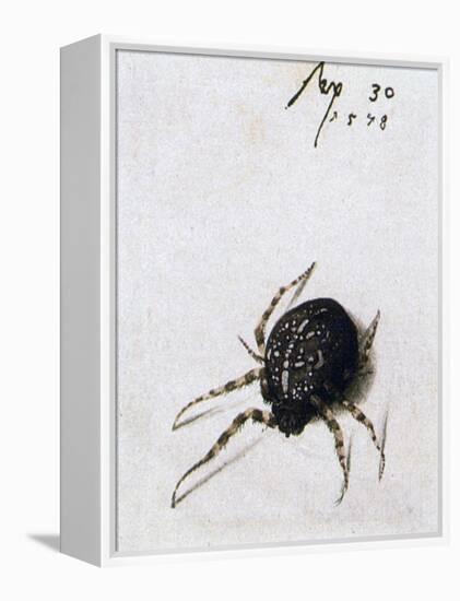 Female Spider, 1578-Joris Hoefnagel-Framed Premier Image Canvas