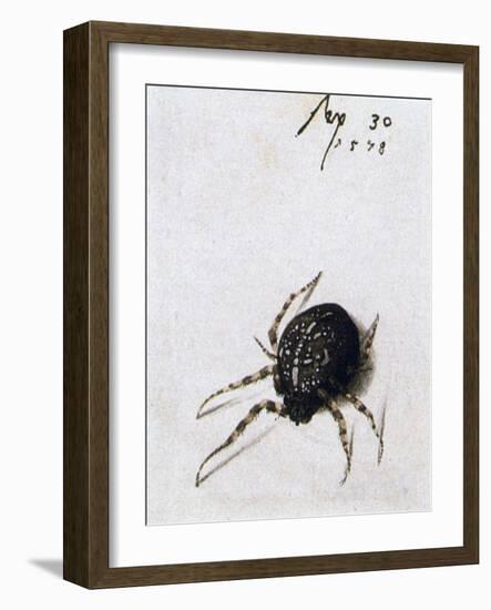 Female Spider, 1578-Joris Hoefnagel-Framed Giclee Print